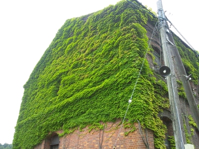 おびただしく蔦に覆われる赤れんが倉庫