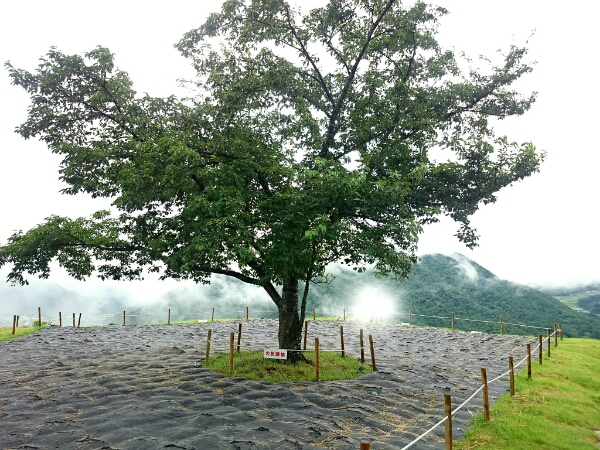 竹田城跡の北千畳