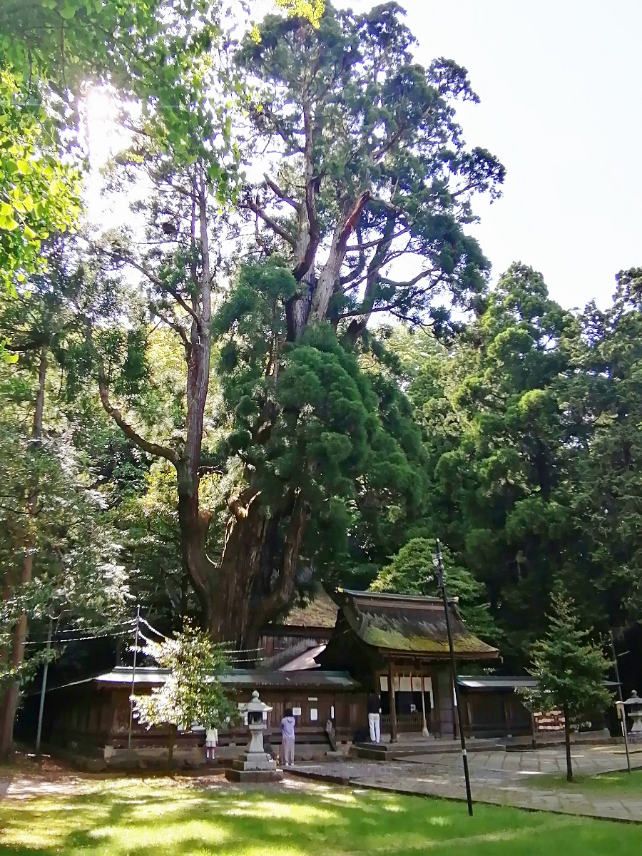 樹齢500年以上といわれる若狭姫神社の御神木