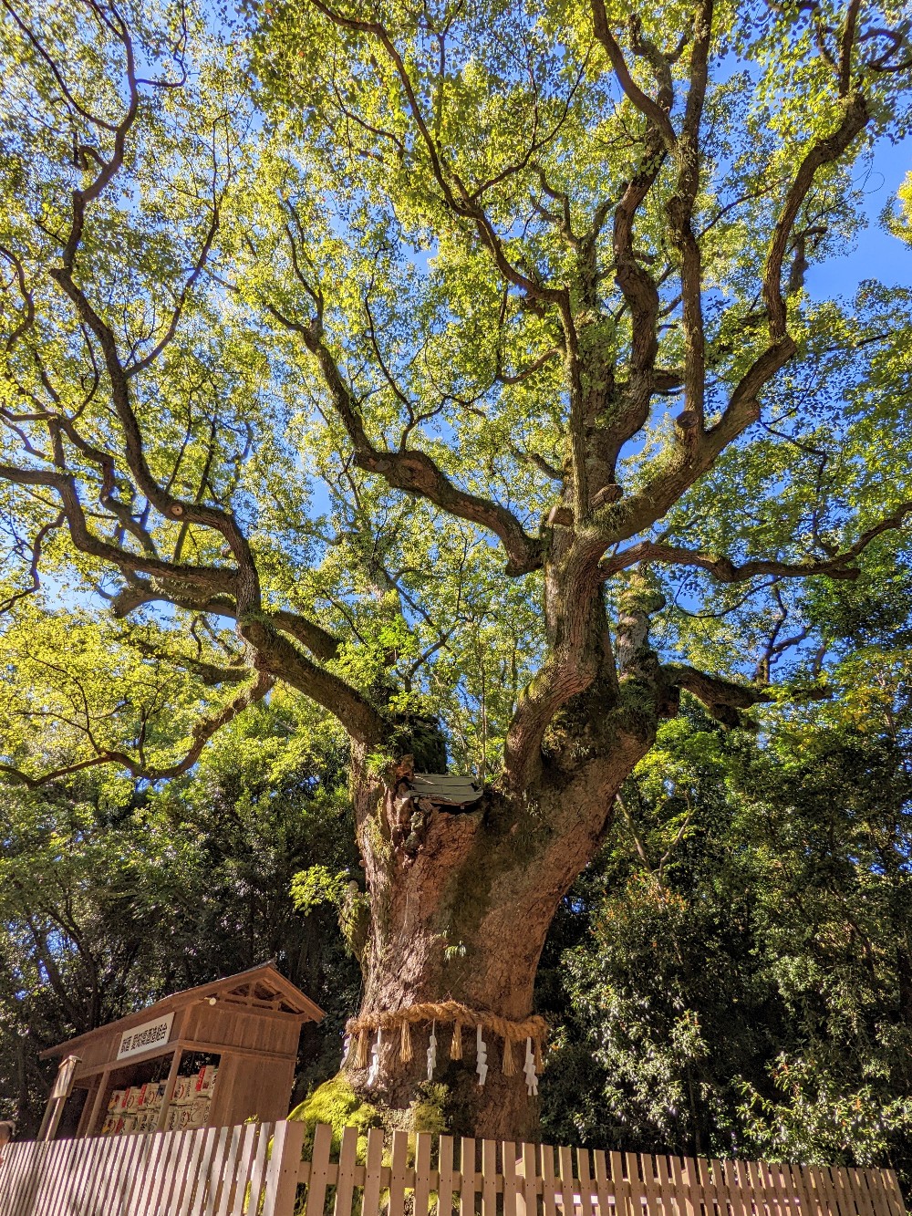 熱田神宮の大楠