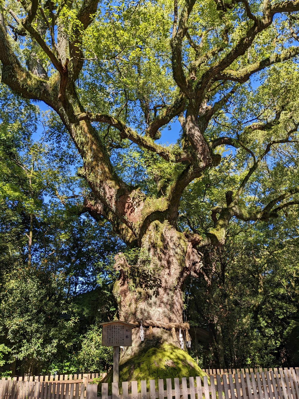 熱田神宮の御神木