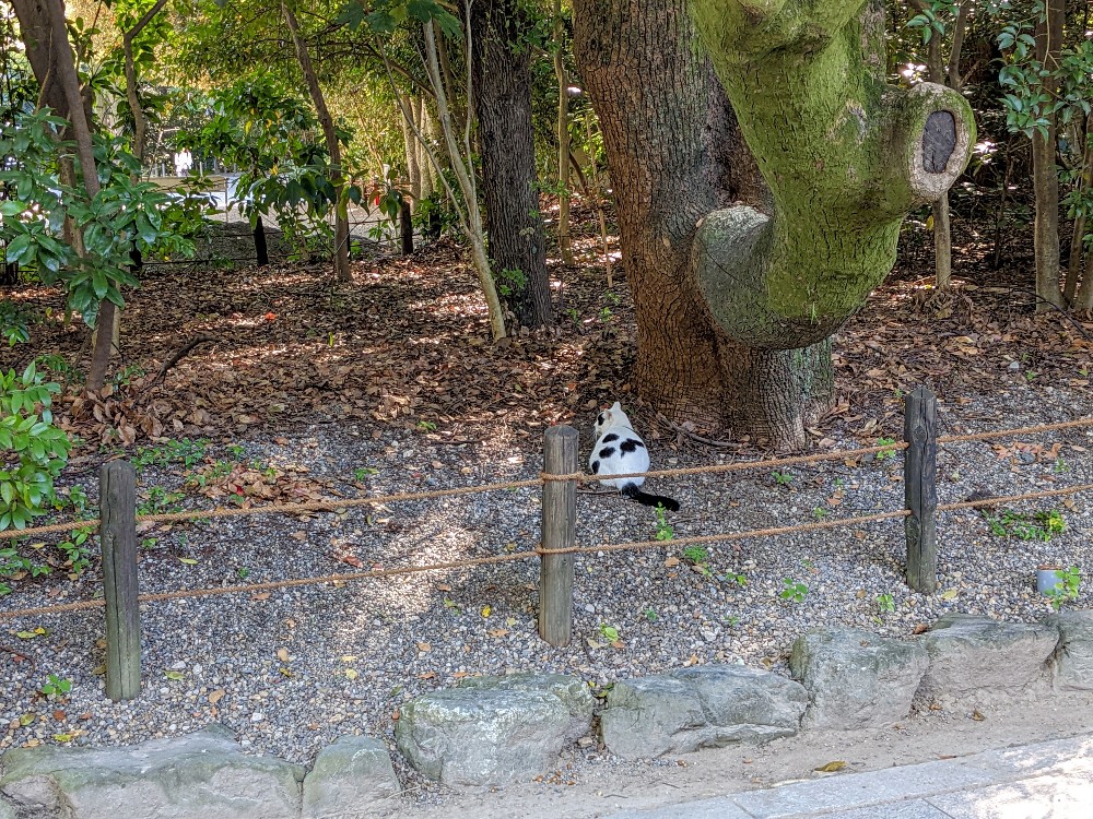 熱田神宮内にいる猫