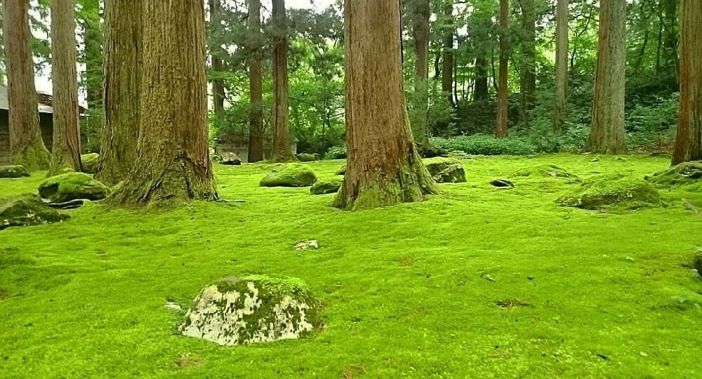 苔の広がる平泉寺白山神社