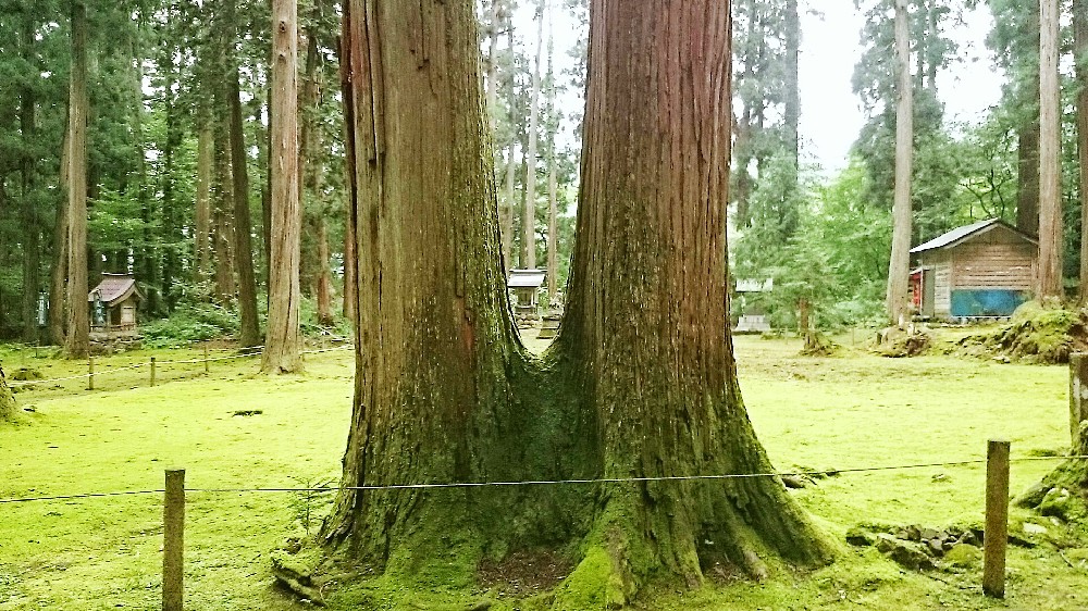 苔と調和する杉の連理木