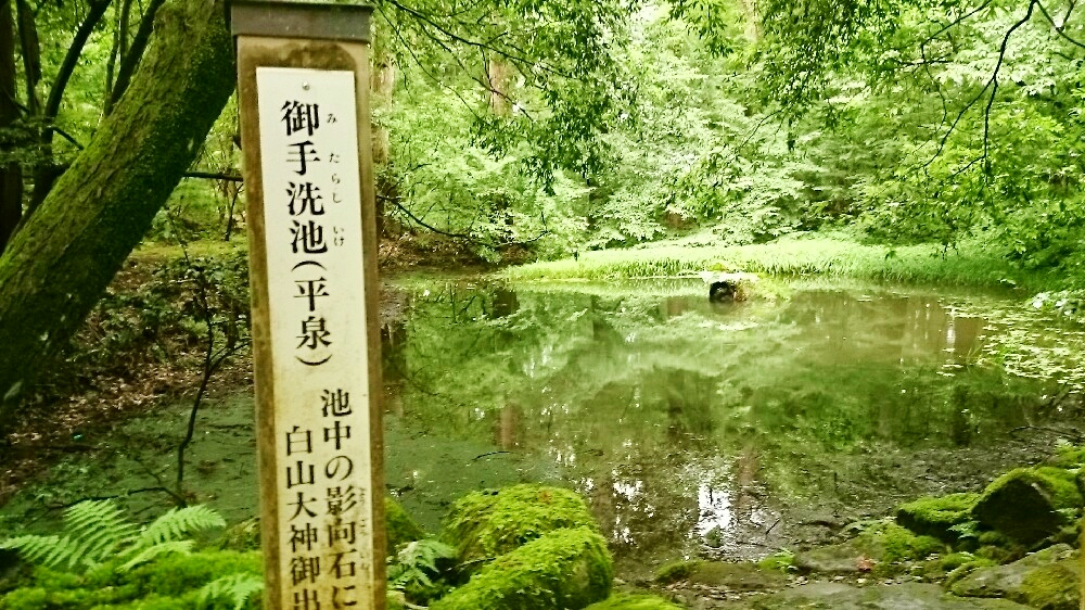 平泉寺白山神社の御手洗池(みたらしいけ)