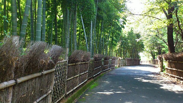 竹の径の来迎寺垣