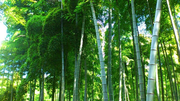 ザーザーと風に揺られる竹