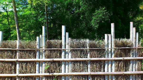 竹の径のかぐや垣