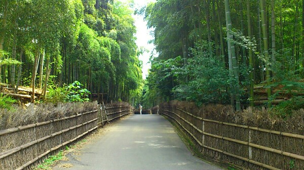 竹の径の竹穂垣