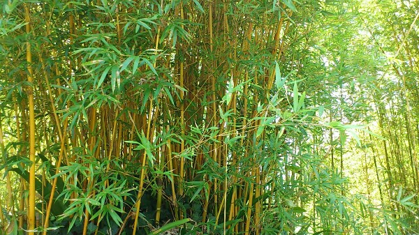 洛西竹林公園にある蘇方竹(すほうちく)】