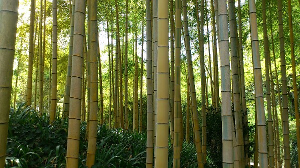 洛西竹林公園の金明孟宗竹