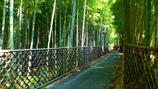 竹の径の寺戸垣