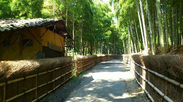 時代劇に出てきそうな竹林の道